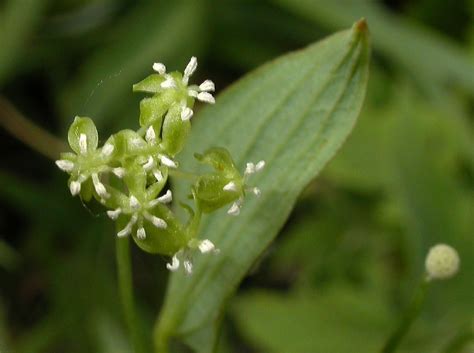 Smilax herbacea (Smilacaceae) image 15295 at PlantSystematics.org