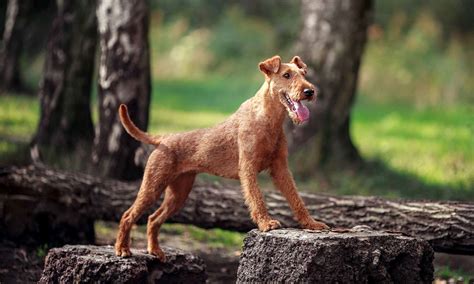 Miniature Irish Terrier - Photos All Recommendation