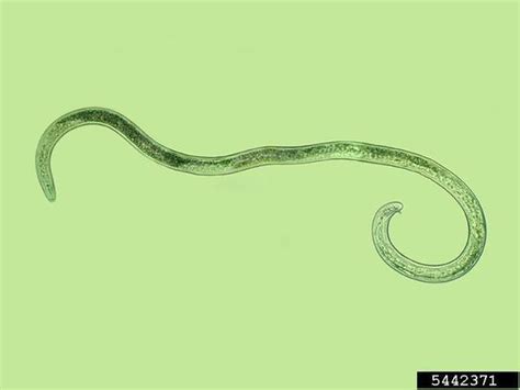 Management of Root-Knot Nematodes in Bedding Plants | NC State ...