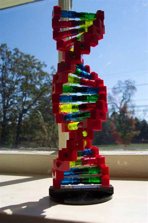 How to Make a Dna Model at Home