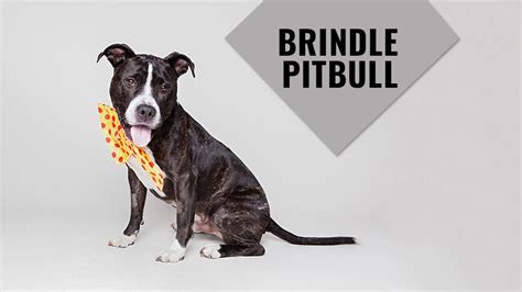 Brindle Pitbull - Complete Guide For The Owner - Petmoo