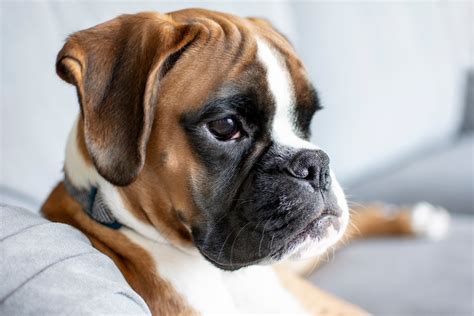 Are Boxers a good family dog? | Boxer Breed Dog Forums