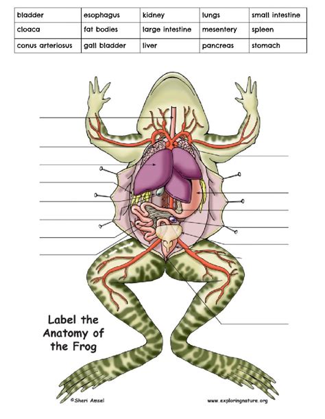 Frog Anatomy Coloring Worksheet