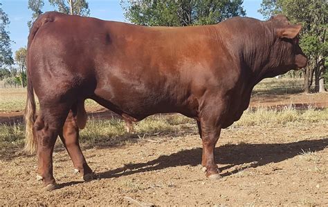 15 Gelbvieh Bulls | Listing | Cattlesales