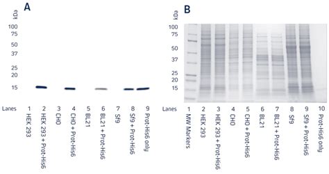 Anti-His Tag Antibody