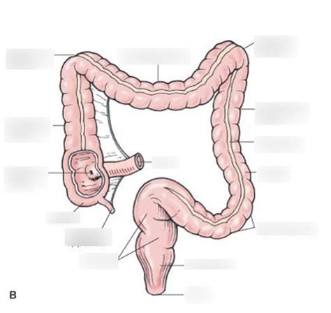 Colon anatomy Diagram | Quizlet