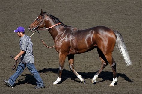 Gorgeous TB | Horses, Horse breeds, Thoroughbred