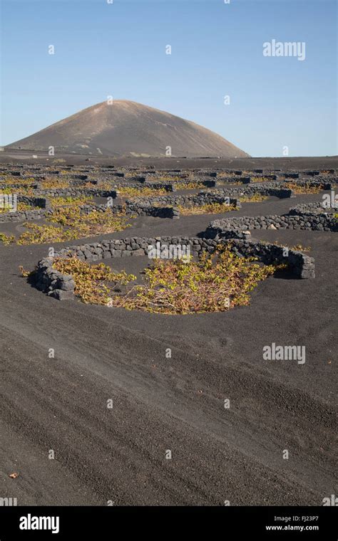 Vineyards of La Geria on volcanic ash of 1730s eruptions, Lanzarote, Canary Islands, Spain ...