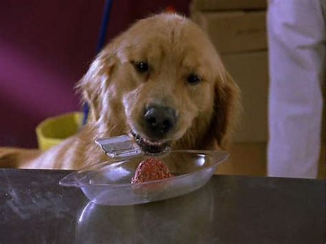 Air Bud 3: World Pup (2001) - Disney Screencaps | Air bud, Pup, Bud