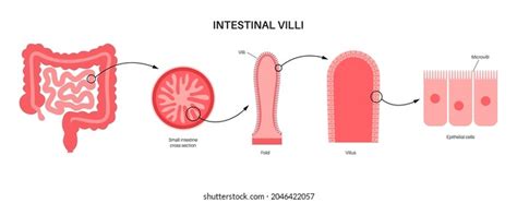 Histology svg