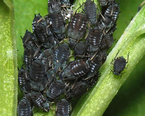 Aphis fabae species-group (Black Bean aphid): identification, images ...