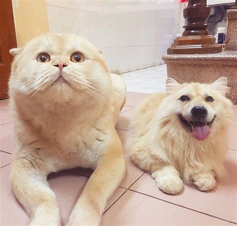 Cat and Dog face swap : r/MadeMeSmile