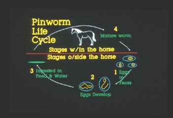 Pinworm Life Cycle