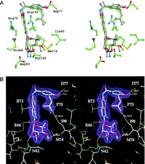 Novobiocin binding site in the 24-kDa E. coli ParE structure. (A)... | Download Scientific Diagram