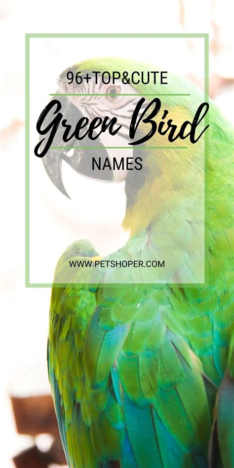 Green Bird Names 96+ TOP & BEST & CUTE Ideas - PetShoper