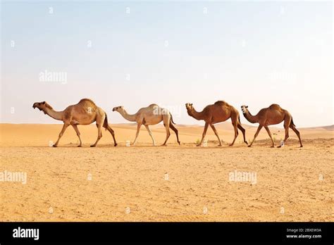 A herd of Arabian camels crossing the hot desert. Al Dahna Desert, Riyadh, Saudi Arabia Stock ...