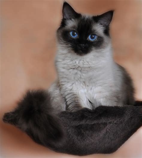 'Lily' Seal Point Ragdoll | Gorgeous cats, Ragdoll cat breed, Cute cats