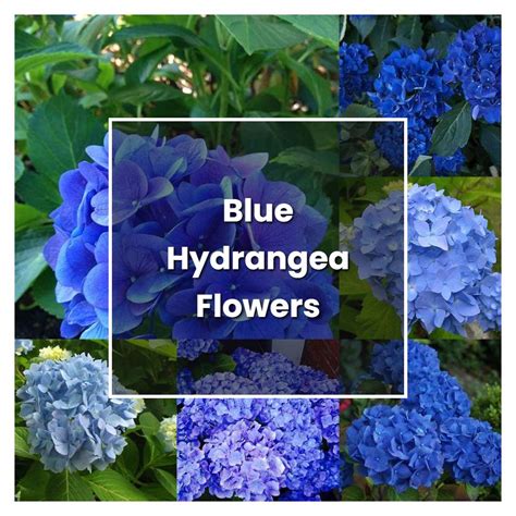 How to Grow Blue Hydrangea Flowers - Plant Care & Tips | NorwichGardener