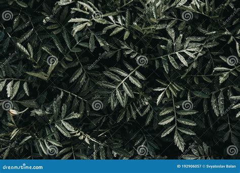 Greens in Dark Colors. Dark Green Leaves Pattern Stock Image - Image of jungle, mystery: 192906057