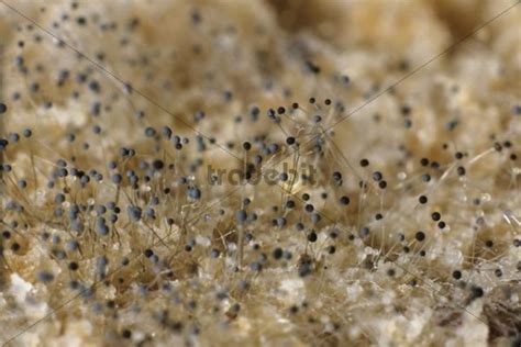 Bread mould under a microscope, white mould, fungus (Mucor sp.), Ge...