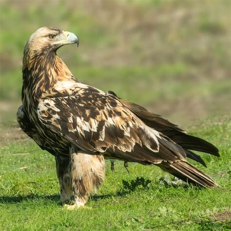 What’s the difference between hawks and eagles? | Gulo in Nature