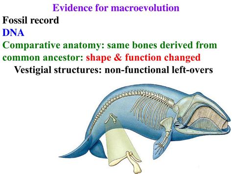 PPT - Evidence for macroevolution Strongest = Fossil Record order of fossils in sediments ...