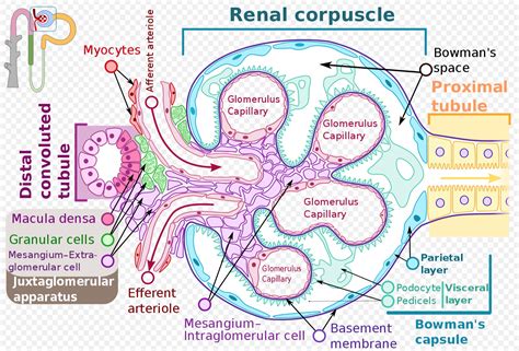 Anatomy, Abdomen and Pelvis, Bowman Capsule Article