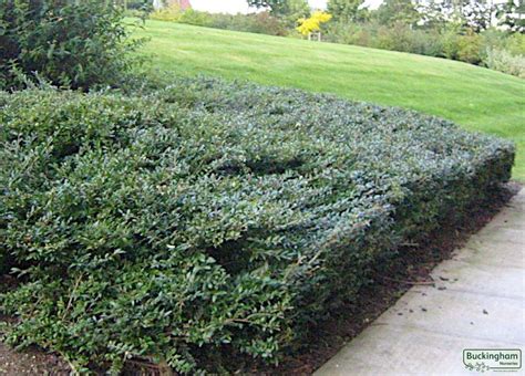 Lonicera Pileata, Lonicera ligustrina pileata (Ground Cover Plants) > Ground Cover Plants ...