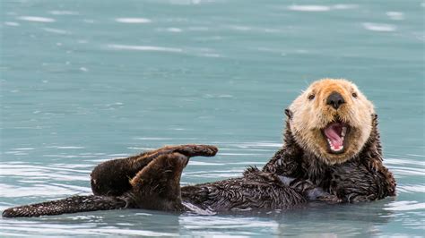 Which happy animal are you? | BBC Earth