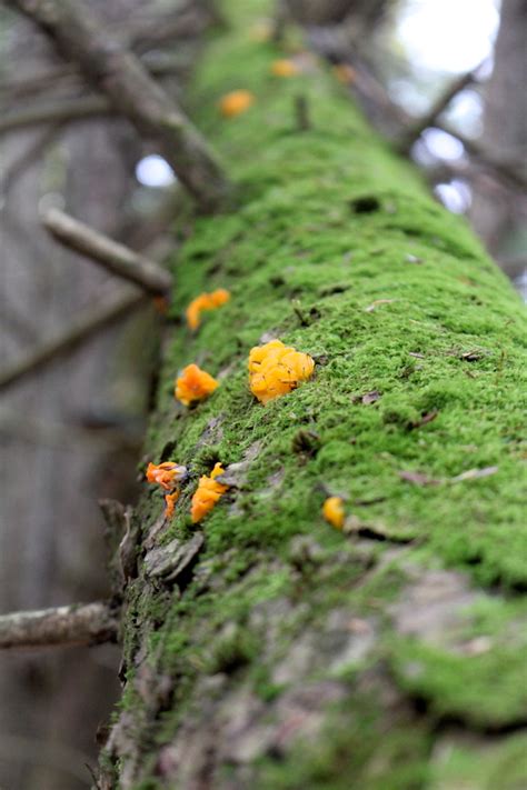 Foraging Witch’s Butter Mushroom