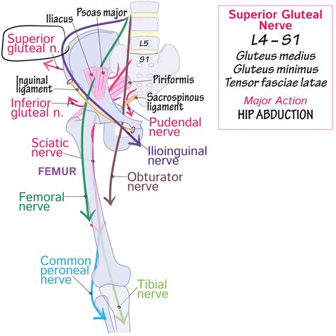 Gross Anatomy Glossary: Superior gluteal nerve | ditki medical ...