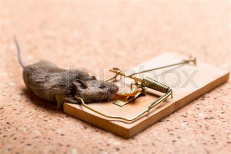 Mouse caught in the mouse trap on the ... | Stock image | Colourbox