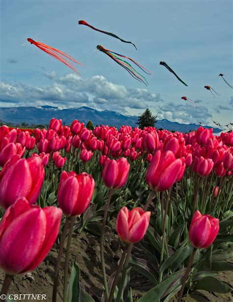 Skagit Valley Tulip Festival – Sequim Daily Photo