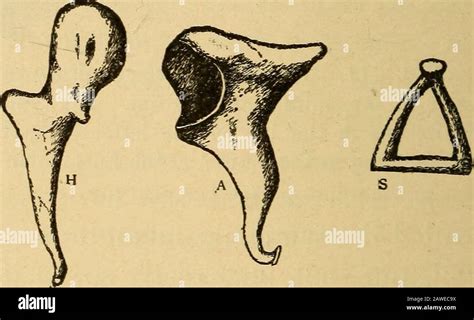 Stirrup bone hi-res stock photography and images - Alamy