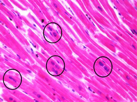 Muscle Cell Under Microscope