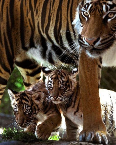 Tiger Family : r/hardcoreaww