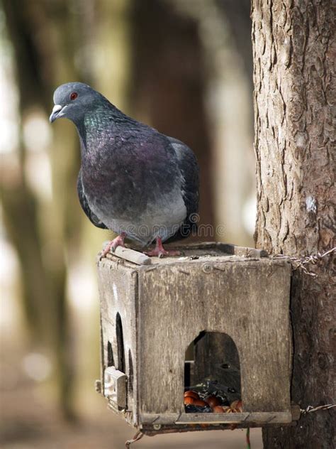 Pigeon on nesting box stock image. Image of habitat, columbidae - 9146523