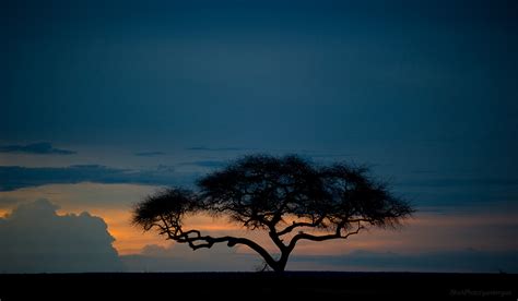 Serengeti, Ngorongoro - Tanzania Wildlife Photography Tour