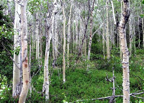 Free photo: Aspen Trees - Aspen, Nature, Tree - Free Download - Jooinn