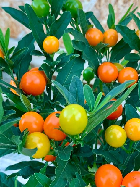 Plant of the week: Solanum ‘Thurino’