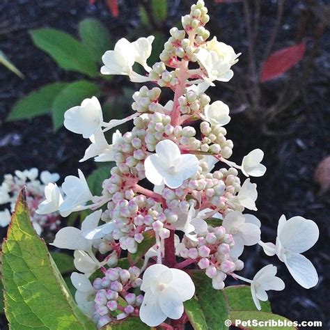 Easy Pinky Winky Hydrangea Pruning Guide