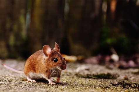 Brown and White Mice · Free Stock Photo