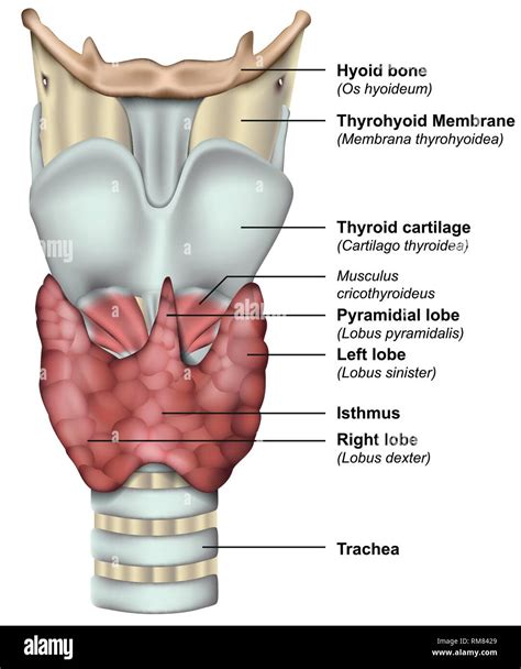 Thyroid Gland Anatomy