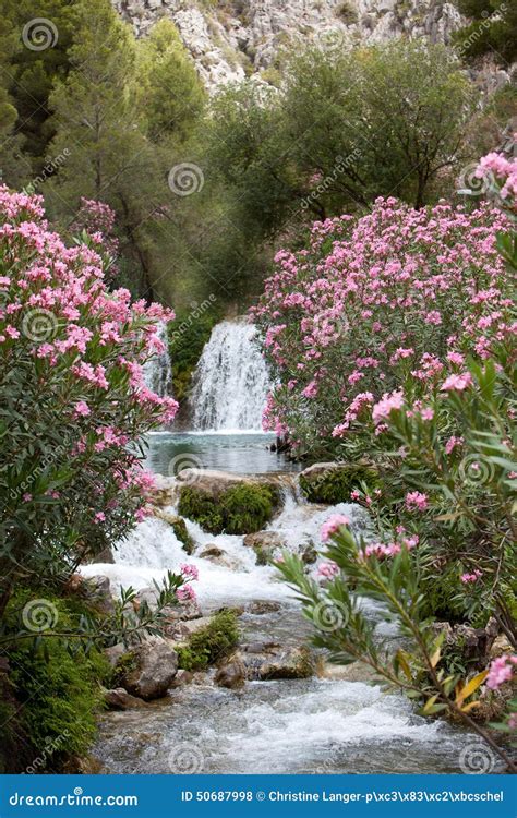 Pink Flower Plants and Trees at the Water Falls Stock Photo - Image of mountain, blue: 50687998