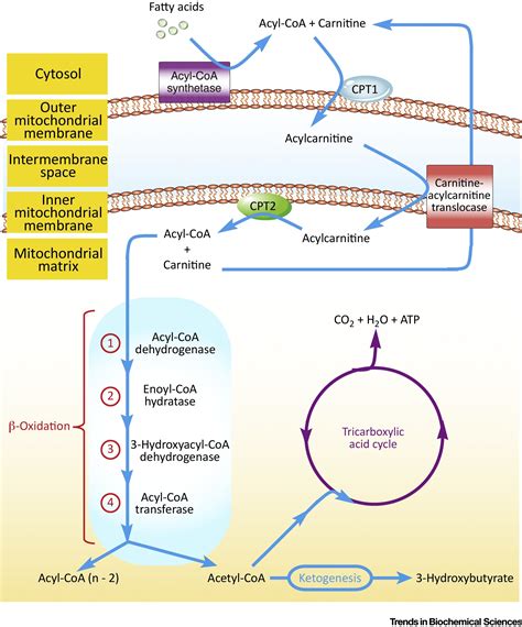 Beta Oxidation Peroxisome