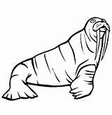 Walrus coloring page  Animals Town color Sheet Free sketch template