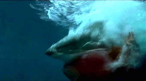 Teenage girl in horror shark attack at notorious Western Australian beach where Great Whites ...