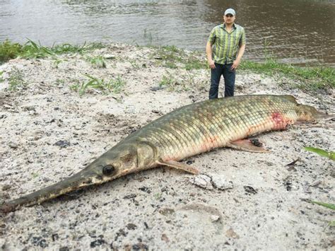 Alligator Gar | Giant fish, River monsters, Cool fish