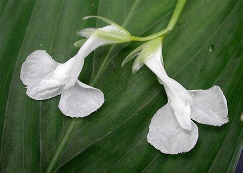 Arrowroot facts and health benefits