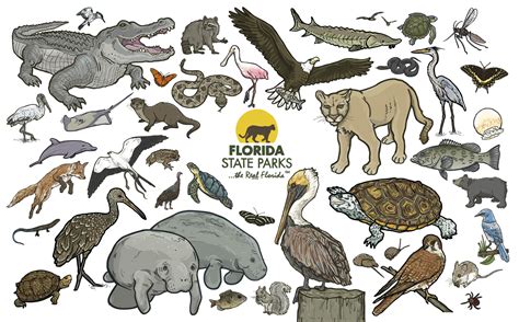 Top 162 + Florida animals list - Lifewithvernonhoward.com